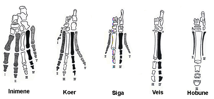 imetajate jsemeluude redutseerumine